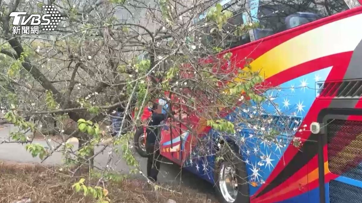 信義鄉賞梅亂象！遊覽車卡彎道　司機下車「擅動梅枝」被抓包