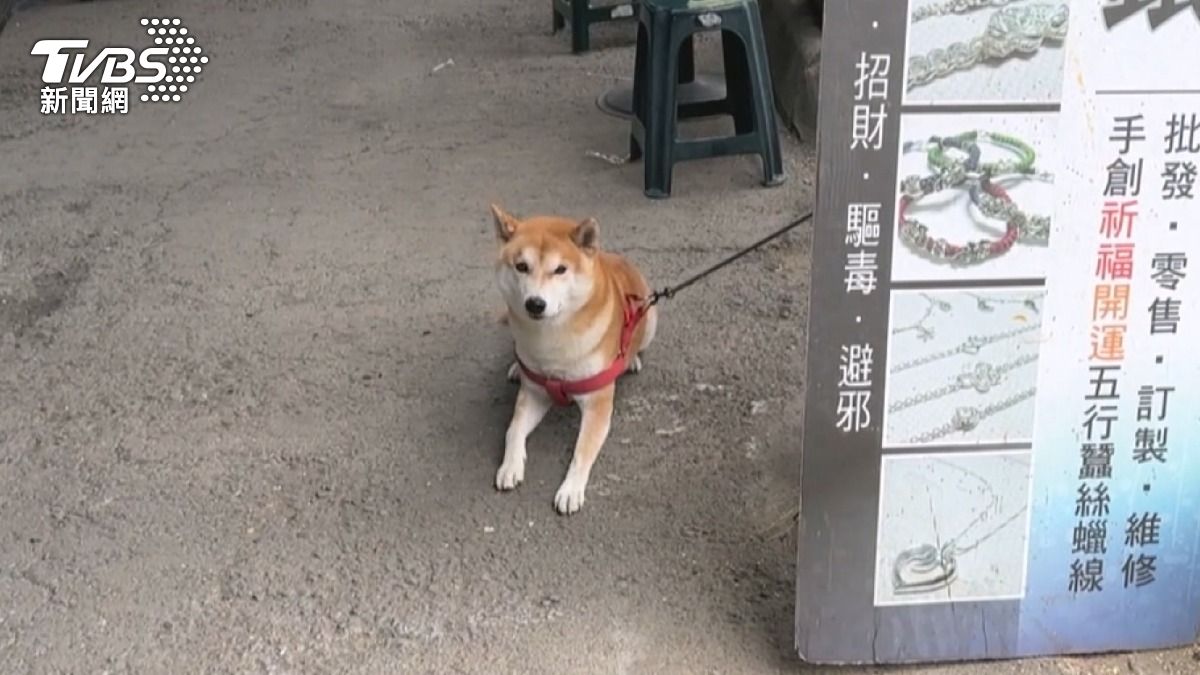 柴犬警覺性高，有攻擊性，家長要特別小心注意，勿讓幼童靠近。（圖／TVBS）