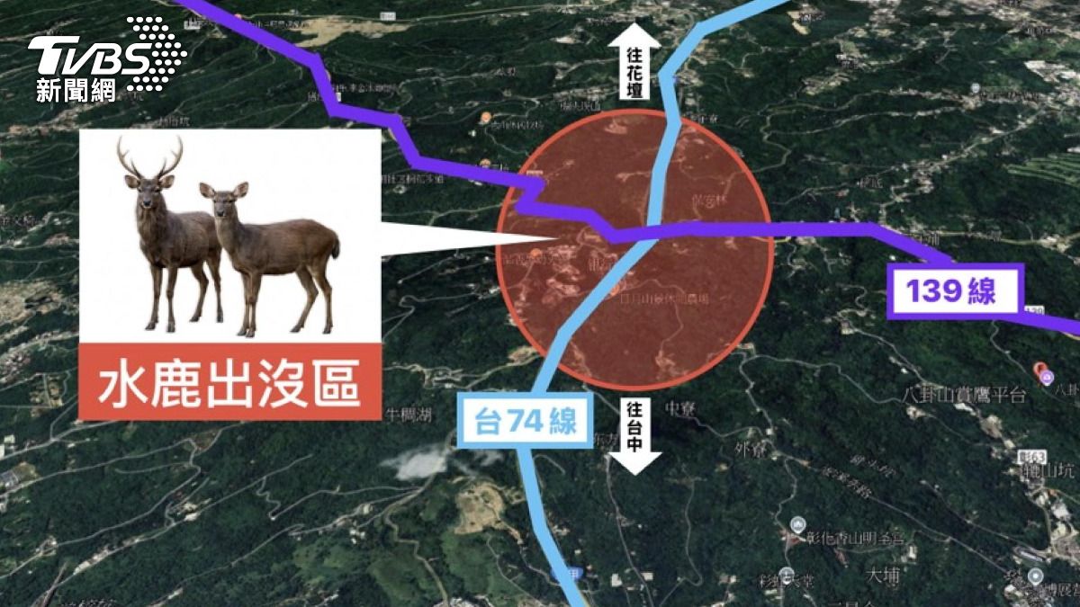 八卦山區已知有水鹿出沒，周遭道路包括74線及139線，野生動物穿越馬路的情況難以防範 。(圖／民眾提供)
