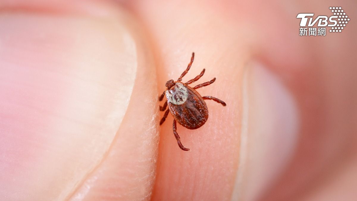 SFTS「致死率達3成」 傳染途徑與預防QA一次看