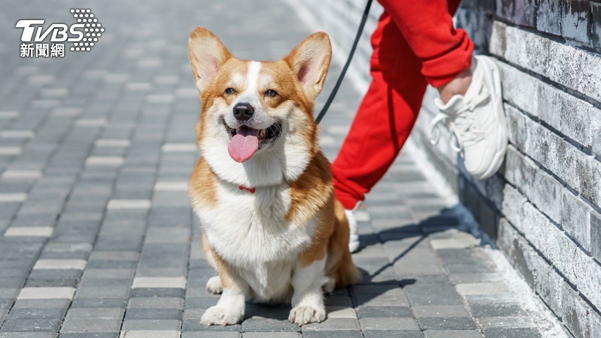 飼主快收藏!新北公開「近千家寵物友善店家」:5大路線玩透透