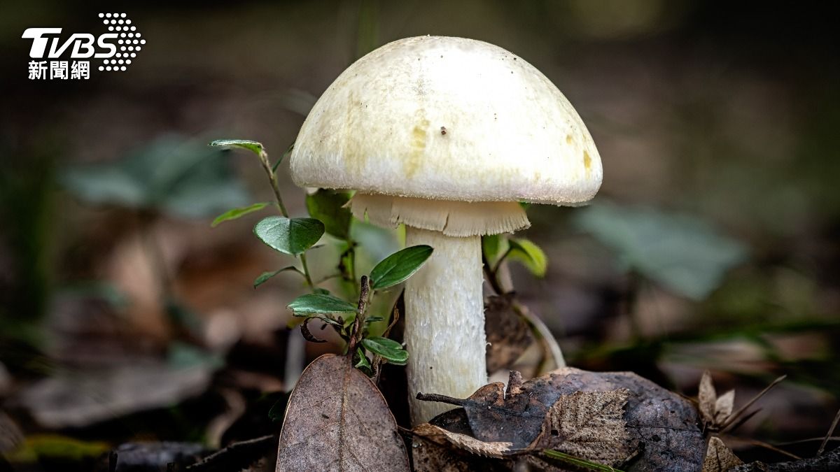 「死亡帽」蘑菇學名為 Amanita phalloides，是世界上毒性最強的真菌之一。（圖／達志影像shutterstock）