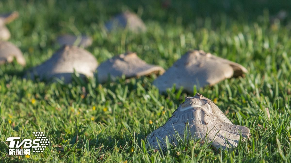 若誤食西方毀滅天使(Western Destroying Angel)也恐致死。(圖/達志影像shutterstock)