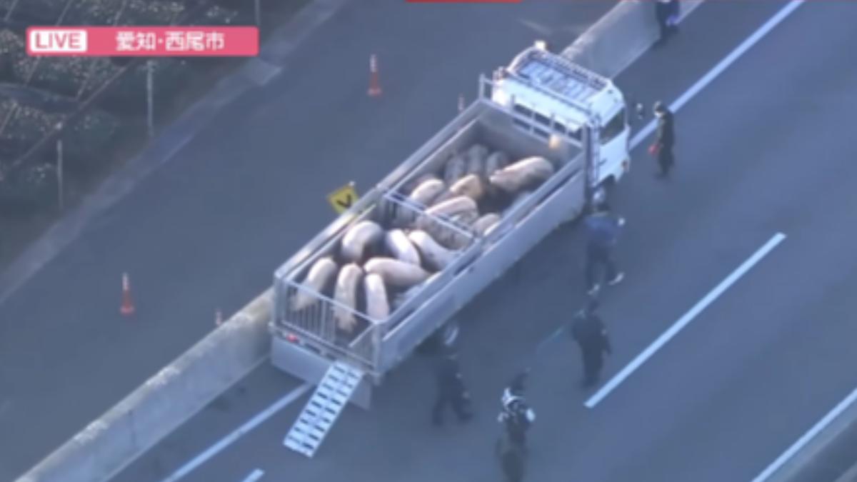 日本國道驚傳「小豬逛大街」!警急封路追捕:還有豬沒歸隊