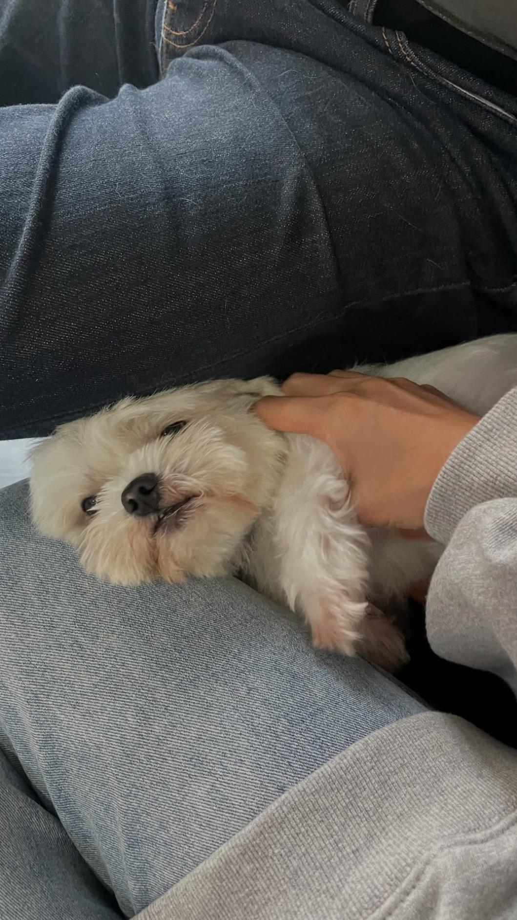 林萱瑜愛犬「斗波奇」。(圖/翻攝自林萱瑜臉書)