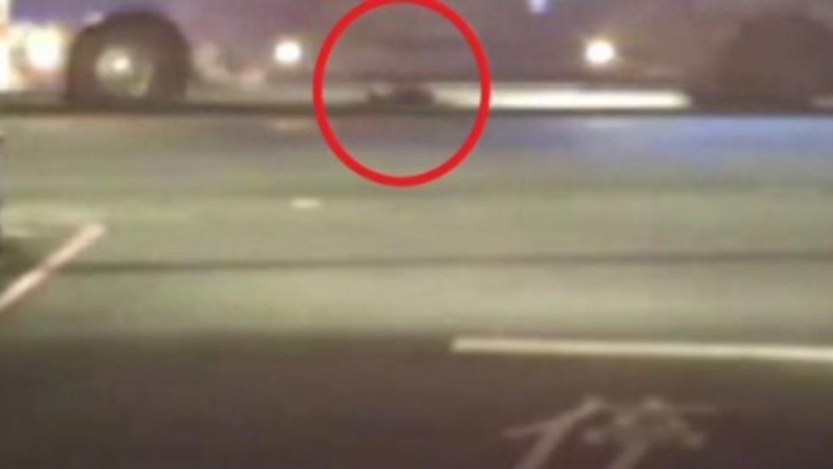 公車駕駛加速輾過後未下車察看逃逸。(圖/新北動保處提供)