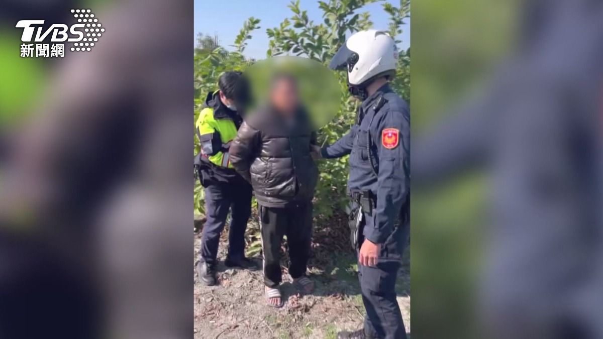 芭樂飆到每公斤百元!彰化果園連遭竊,農民自架監視器「抓到了」。(圖/TVBS)