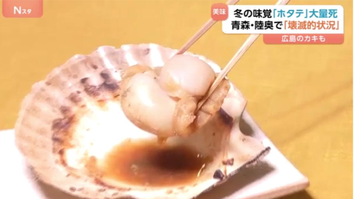 日帆立貝大規模暴斃!死亡率逾9成 青森知事憂:毀滅性狀況