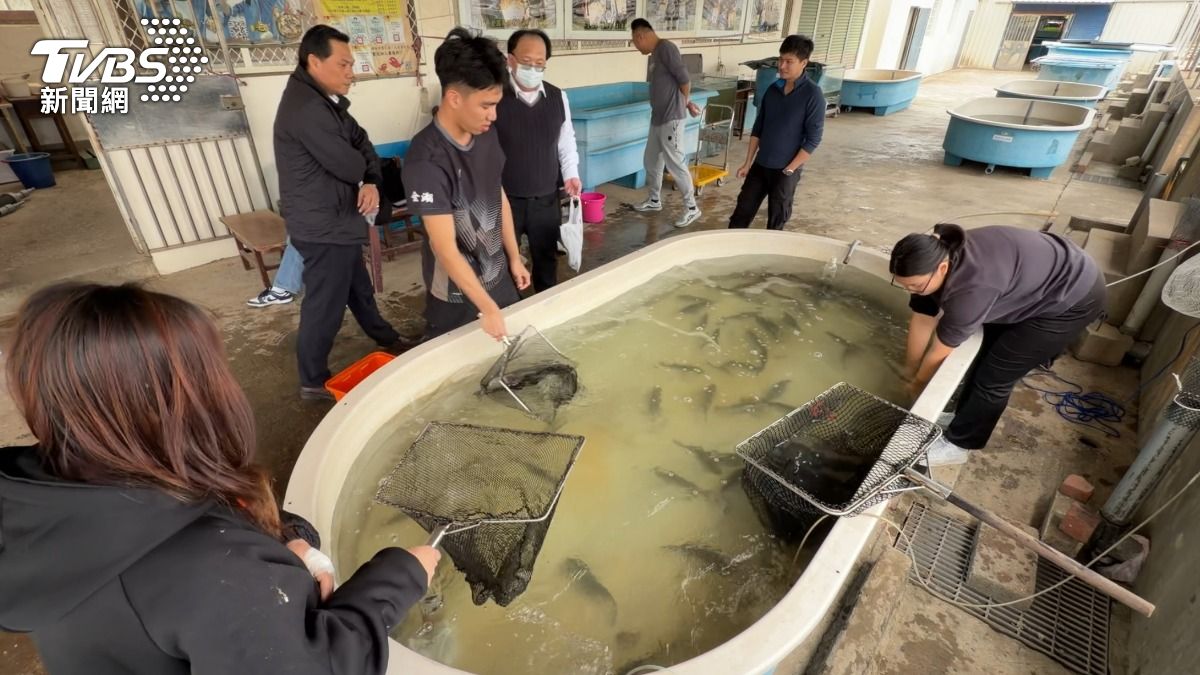 金門農工養殖科學生們把美味鱸魚呈現給鄉親們。