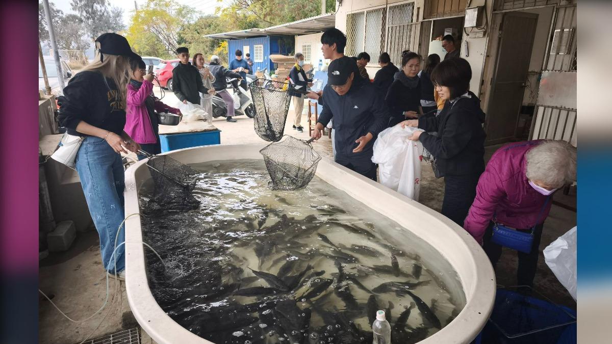 尚青ㄟ鱸魚現撈最對味 金門農工開賣10分鐘600尾被掃光