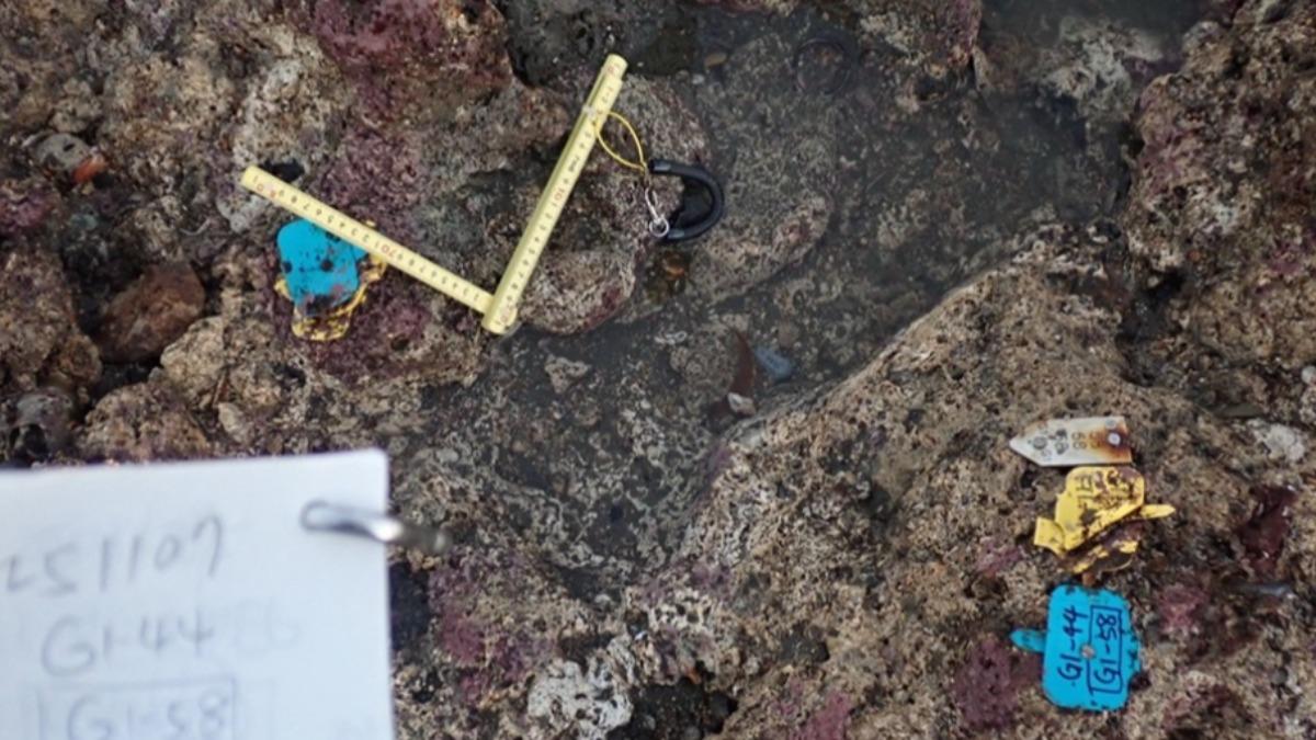 三接浩劫「大潭藻礁珊瑚」6成慘死?中油公布「最新數據」