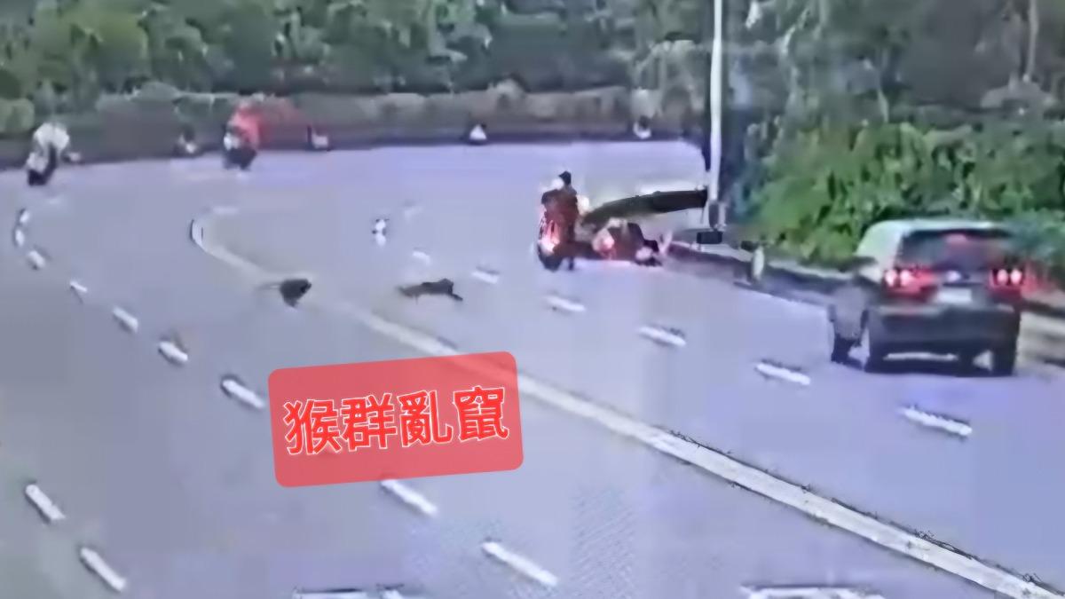 蘇澳山區猴子頻闖車道 騎士直呼難閃避。(圖/蘇澳港警)
