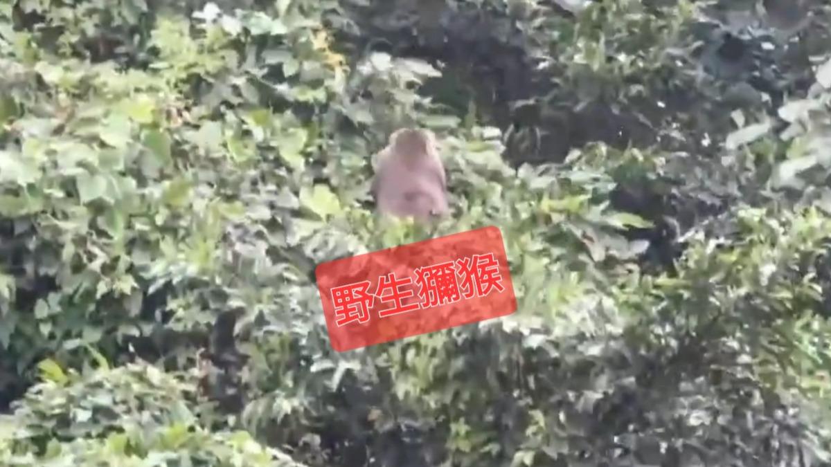 野生猴群出沒 警方提醒移山路減速慢行。(圖/蘇澳分局)