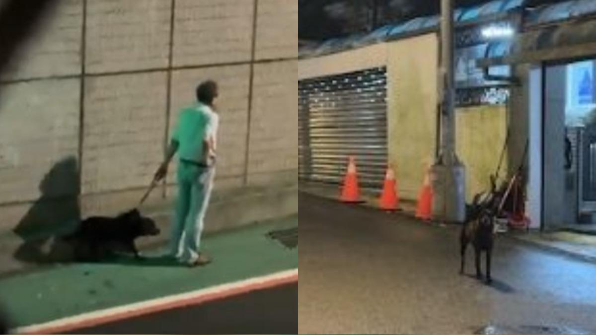 才被開罰又再犯　文山黃狗失控開咬路人！飼主未繫繩學不乖