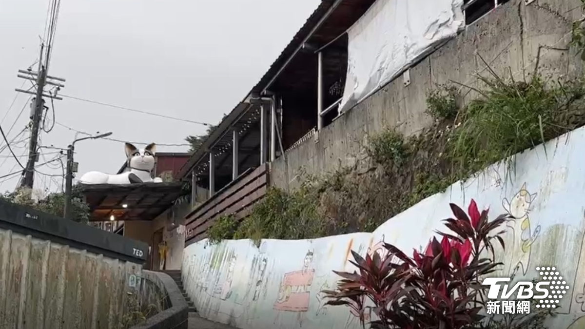 猴硐貓村全盛時期有兩百隻貓，比當地住戶還多，如今僅剩不到30隻。（圖／TVBS）