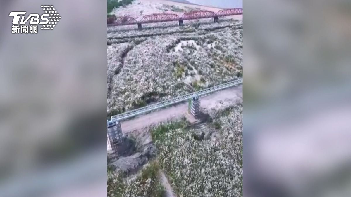濁水溪河床種植大片甜根子草,是為了防制揚塵風飛沙。(圖/TVBS)