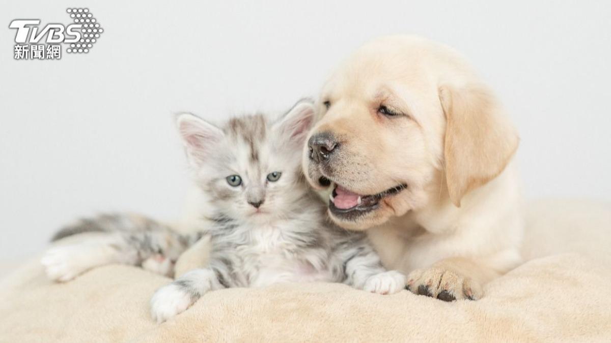 飼主有錢領!犬貓「絕育補助」須完成2條件 申請截止日曝