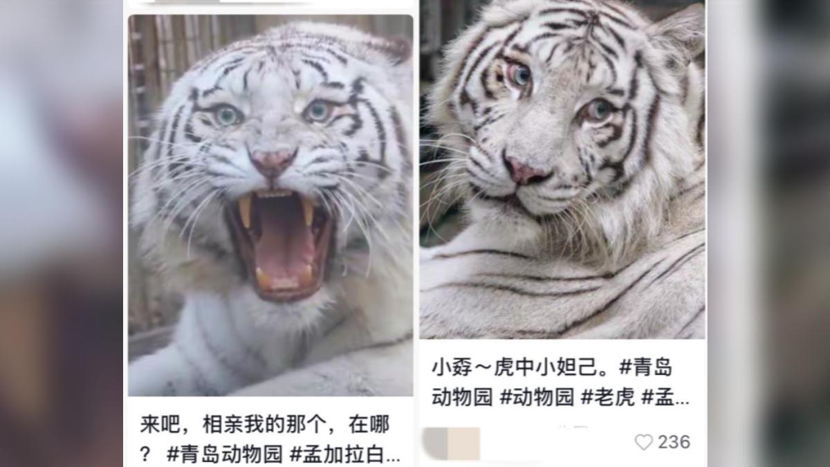 青島動物園孟加拉白虎「小孬」美貌引起討論。（圖／百度）