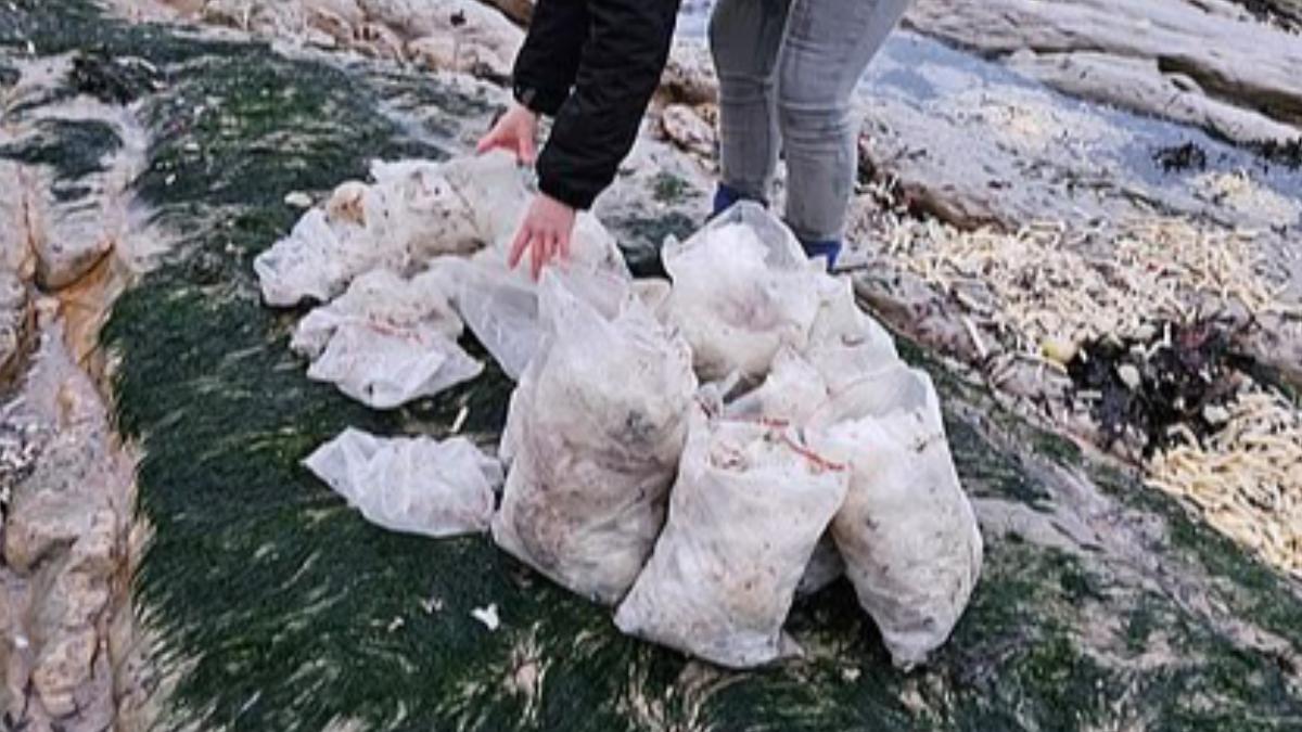 邦尼奇先生特別擔心海豹可能會試圖吃掉漂浮在海中的塑膠袋。(圖/翻攝自每日郵報)