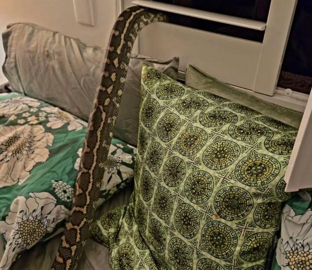 夫妻從拍攝的照片推斷,蟒蛇應該是無毒的地毯蟒(Carpet python)。(圖/翻攝 Rachel Bloor)