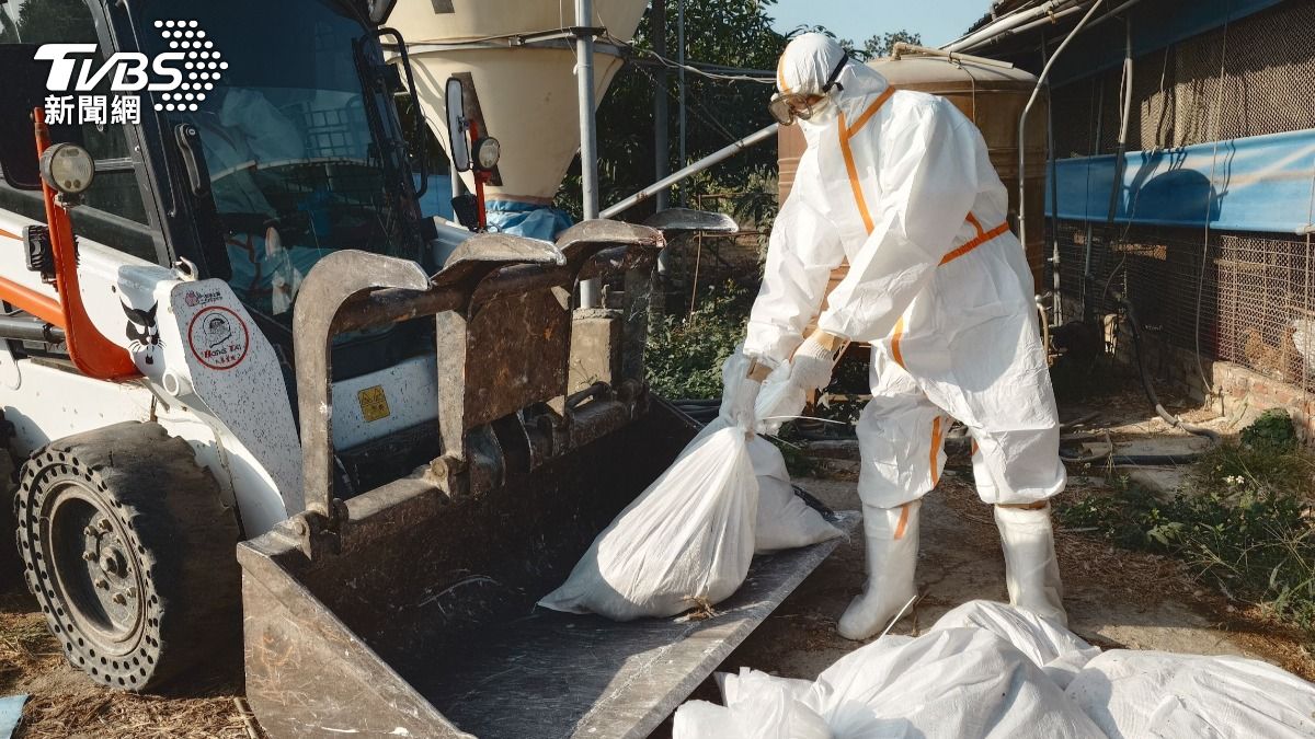 台南後壁養雞場「異常死亡」確診禽流感 1萬隻蛋雞遭撲殺毀屍