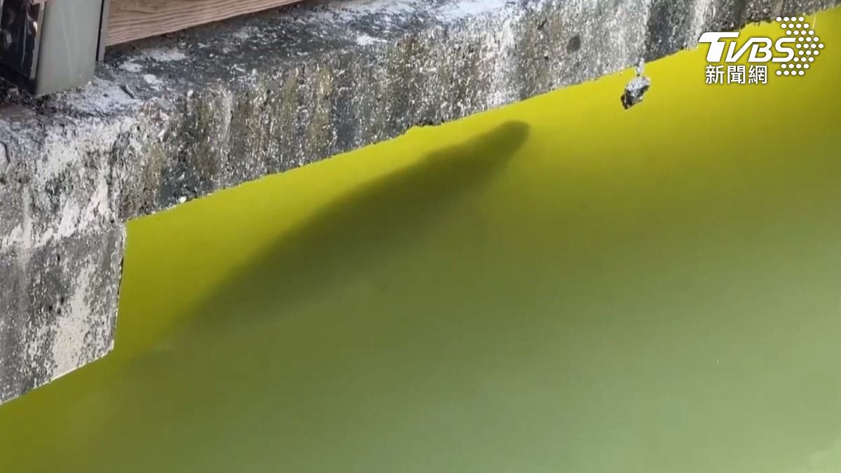 高雄凹子底公園生態池,出現超過一米長巨怪,經過研判應該是鱷雀鱔。(圖/TVBS)