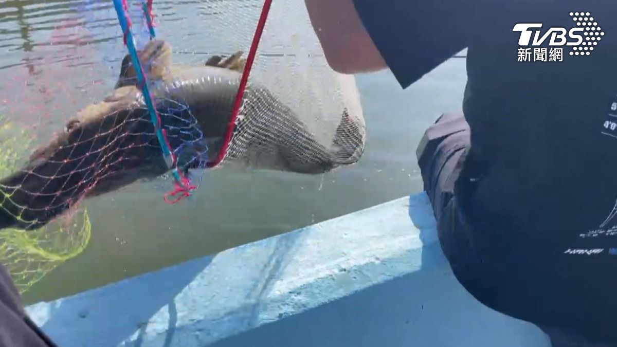 上個月嘉義一處埤塘也有鱷雀鱔,當初激出吃光魚群,民眾怒號召獵鱷高手出動。(圖/TVBS)