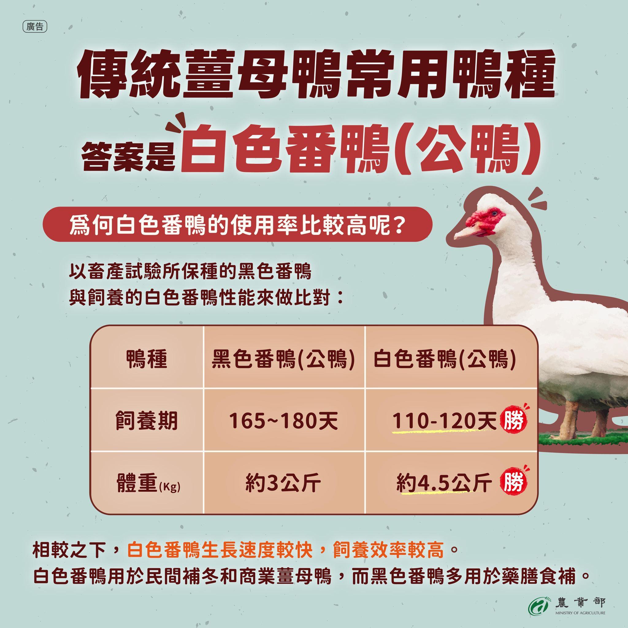 白色番鴨飼養期較黑色番鴨短，體型更大、肉多扎實。（圖／翻攝自農業部臉書）