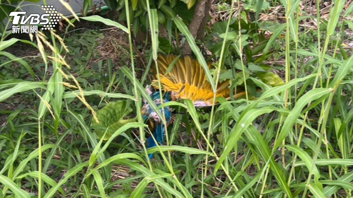 疑嫌吵!屏東惡鄰「持刀闖入宅」虐殺4鸚鵡 折翼棄屍水溝