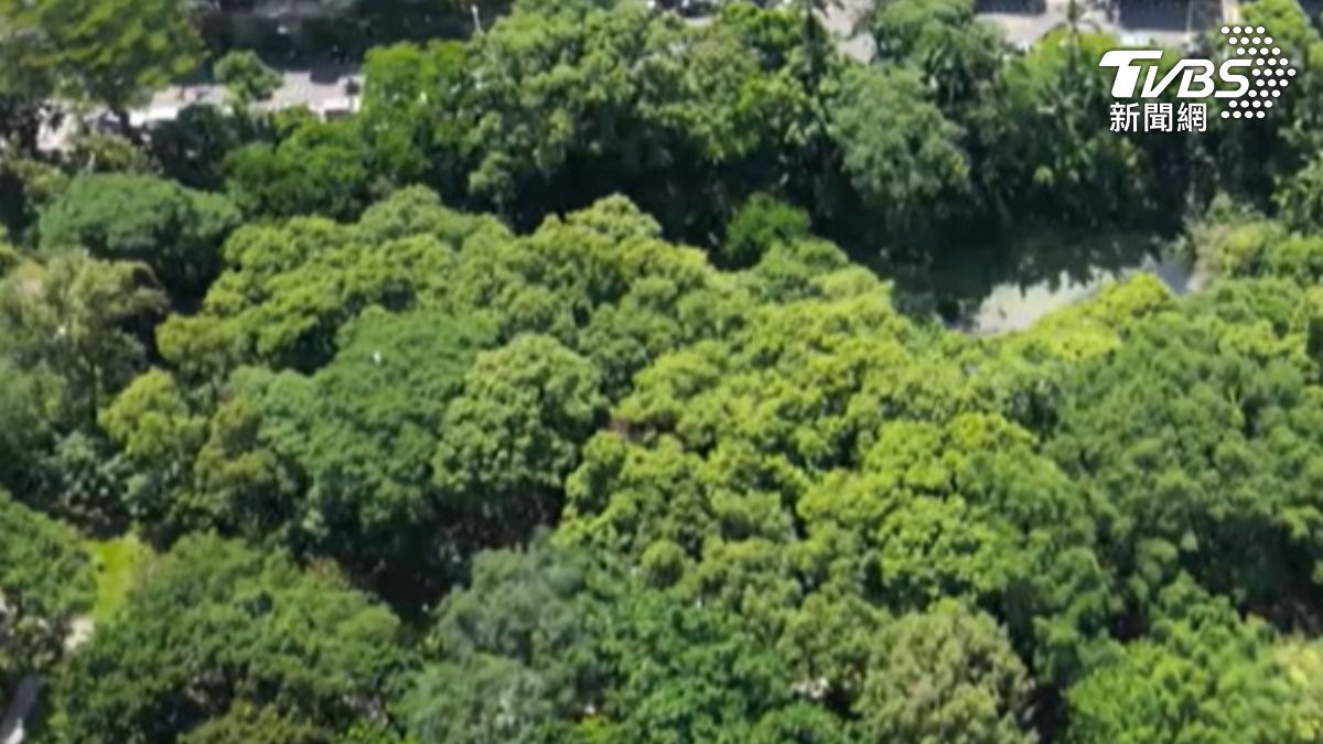 木柵公園 (圖/TVBS)