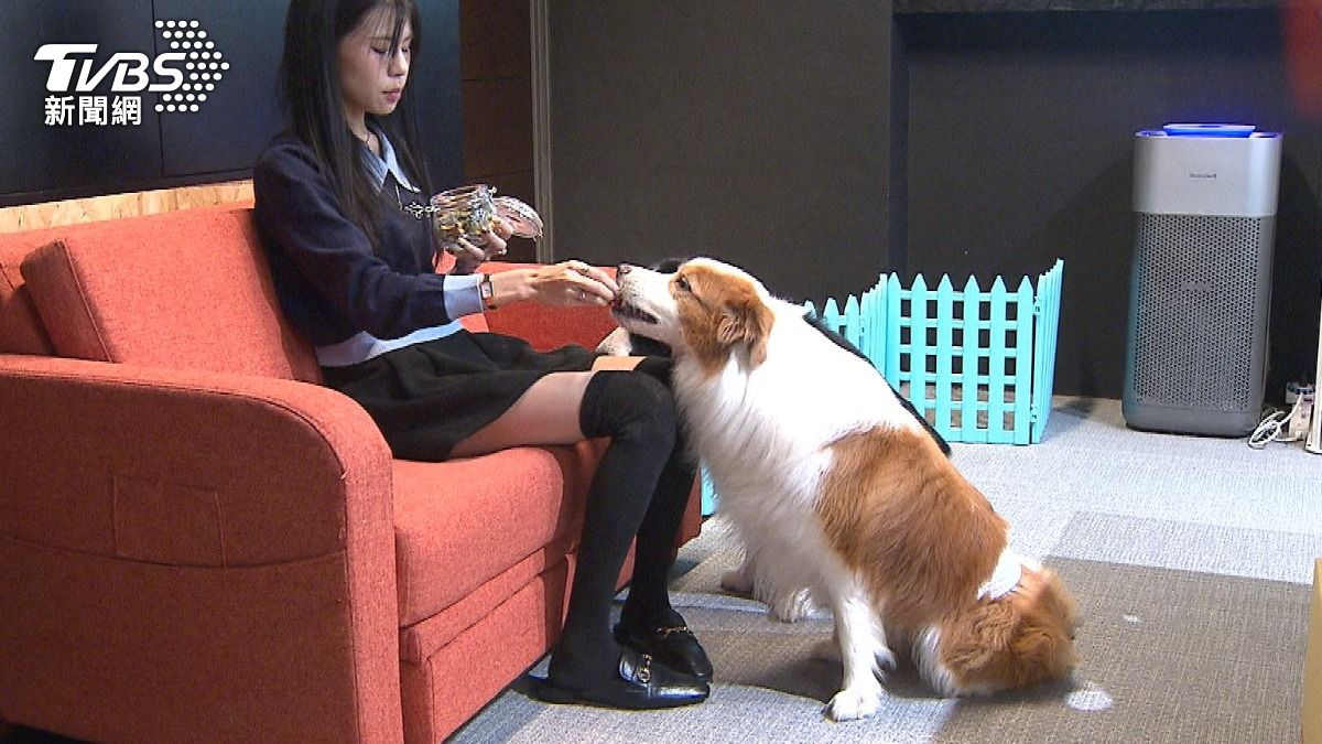 不生小孩改養毛孩。(圖/TVBS)