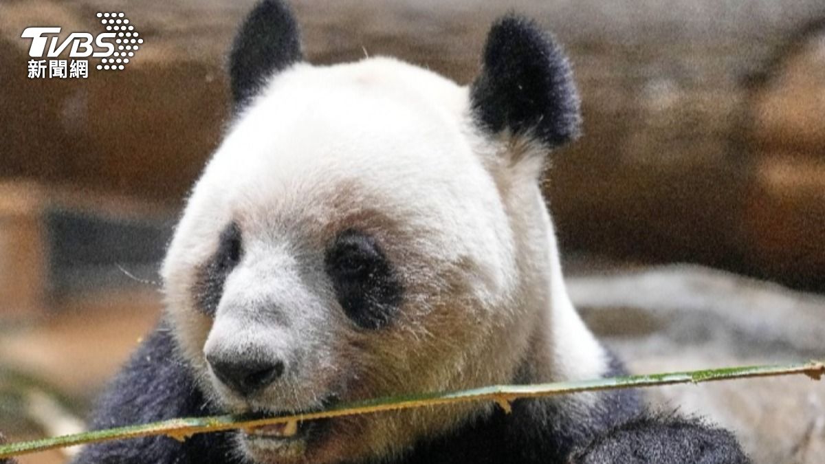 東京上野動物園的雙胞胎大貓熊「曉曉」與「蕾蕾」將在1月底歸還大陸。圖為貓熊「蕾蕾」(圖/達志影像美聯社)