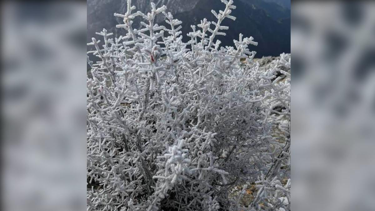 鄭明典也在臉書分享山上的霧凇，雪白畫面超美。（圖／翻攝自鄭明典臉書）