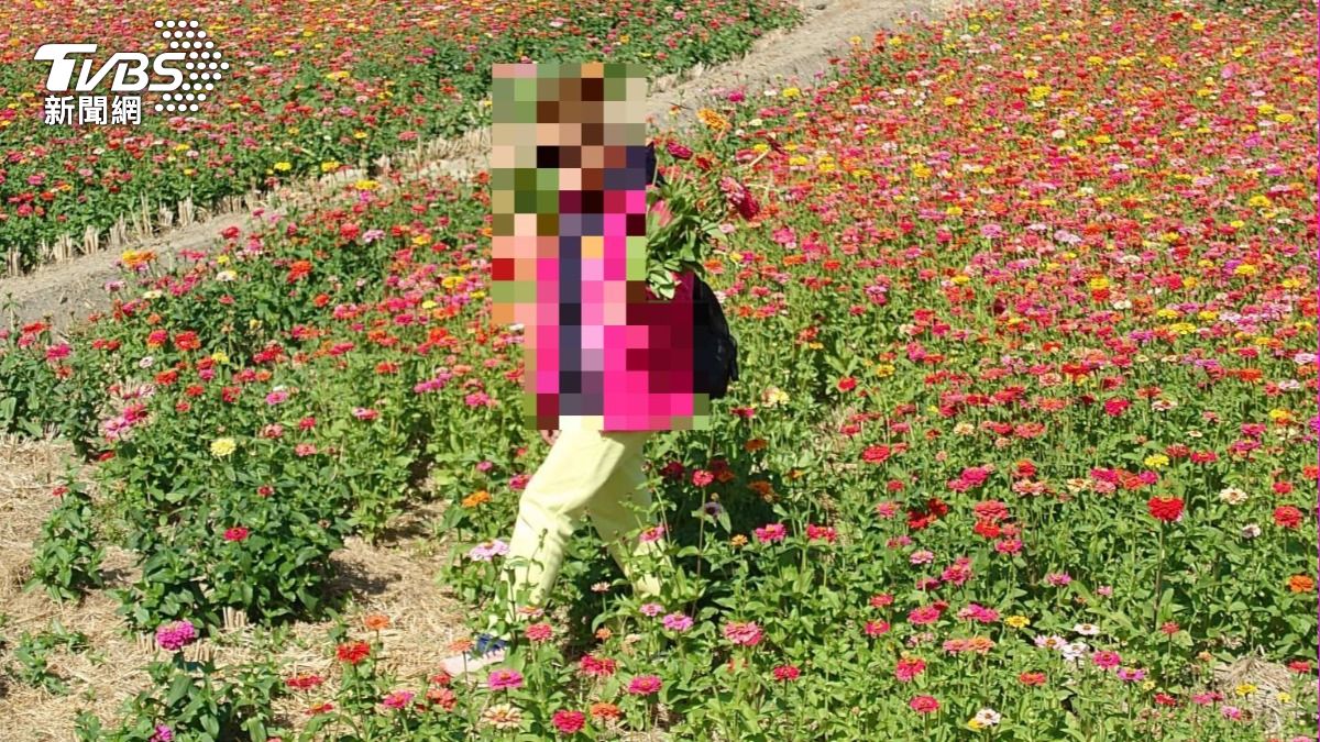公德心在哪?彰化8.5公頃花海爆紅 大媽摘花瞬變禿頭