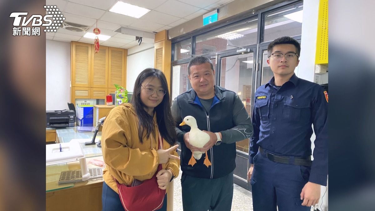 柯爾鴨是飛到女子懷中，在派出所的協助下，順利幫柯爾鴨與主人團圓。(圖／TVBS)