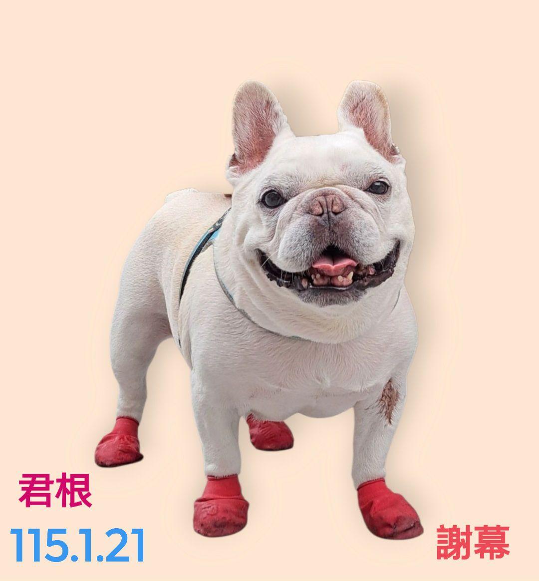 法鬥網紅「君根弟弟」飼主21日悲痛發出，君根弟弟離世的消息。（圖／翻攝自法鬥君根弟弟臉書粉專）