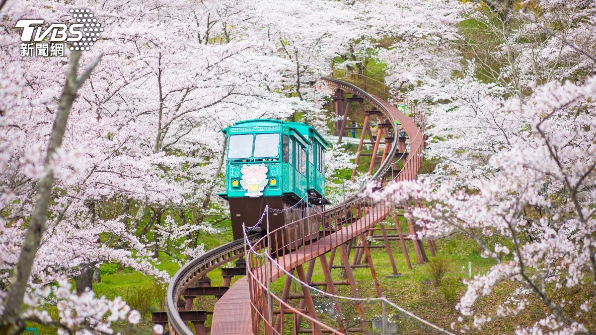 網友大推櫻花季的時候去仙台。（示意圖／Shutterstock達志影像）