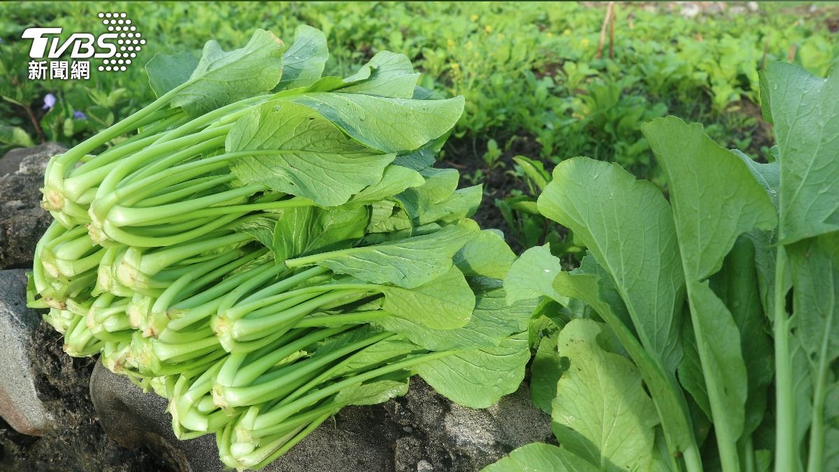 比芥末過癮!專家揭冬季限定「眷村必吃衝菜」秘方:醒腦又驅寒