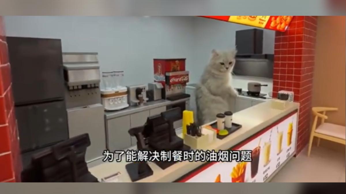 河南一名創作者為愛貓親手微縮城市,精緻程度令人咋舌。(圖/大陸博主邢志磊)