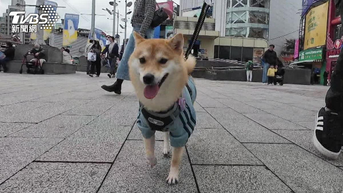 愛迪達台北兩門市推出寵物裝，吸引不少飼主購買。（圖／TVBS）