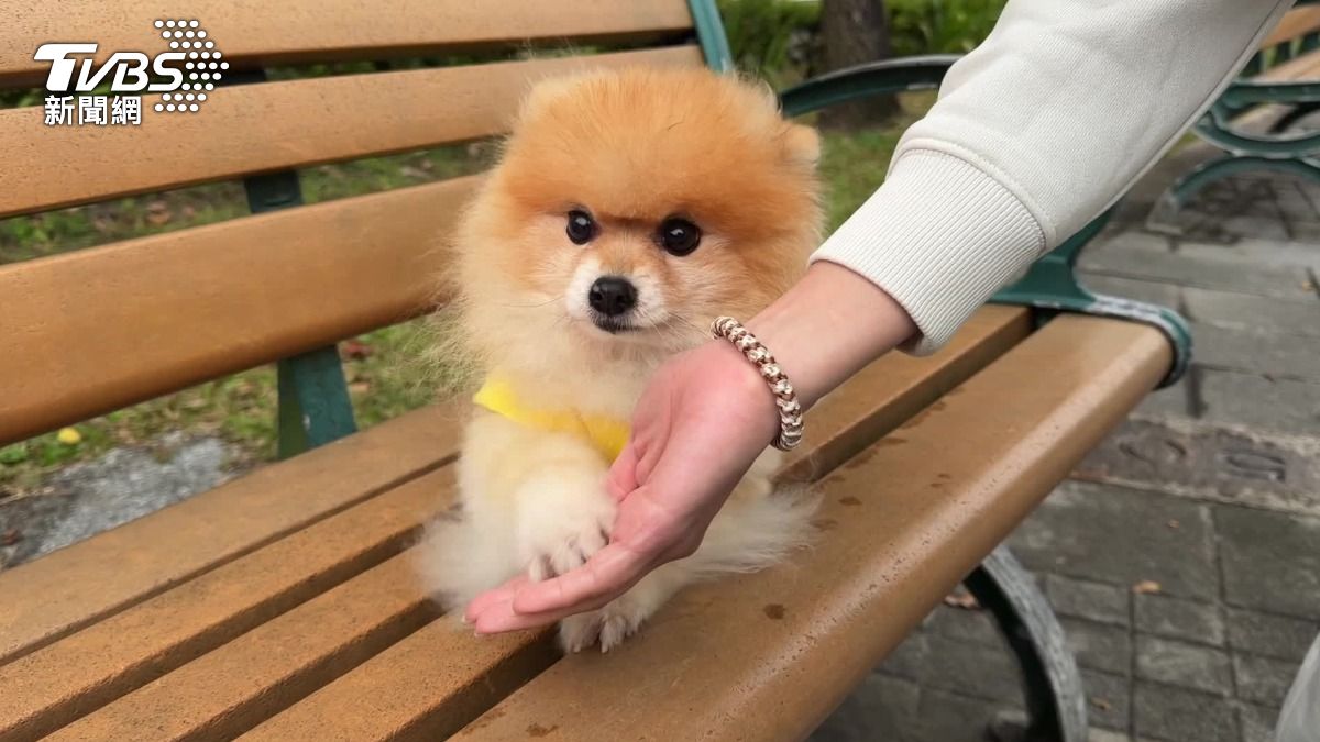 飼主喜歡可愛風，幫忙寵物買寶可夢系列的衣服。（圖／TVBS）