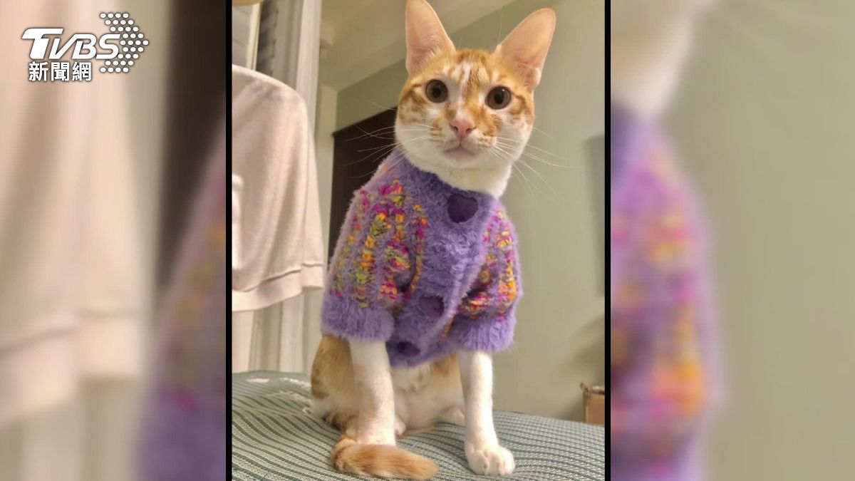 貓咪也有可愛服飾可以換，飼主更買同款一起當「母女裝」。（圖／TVBS）