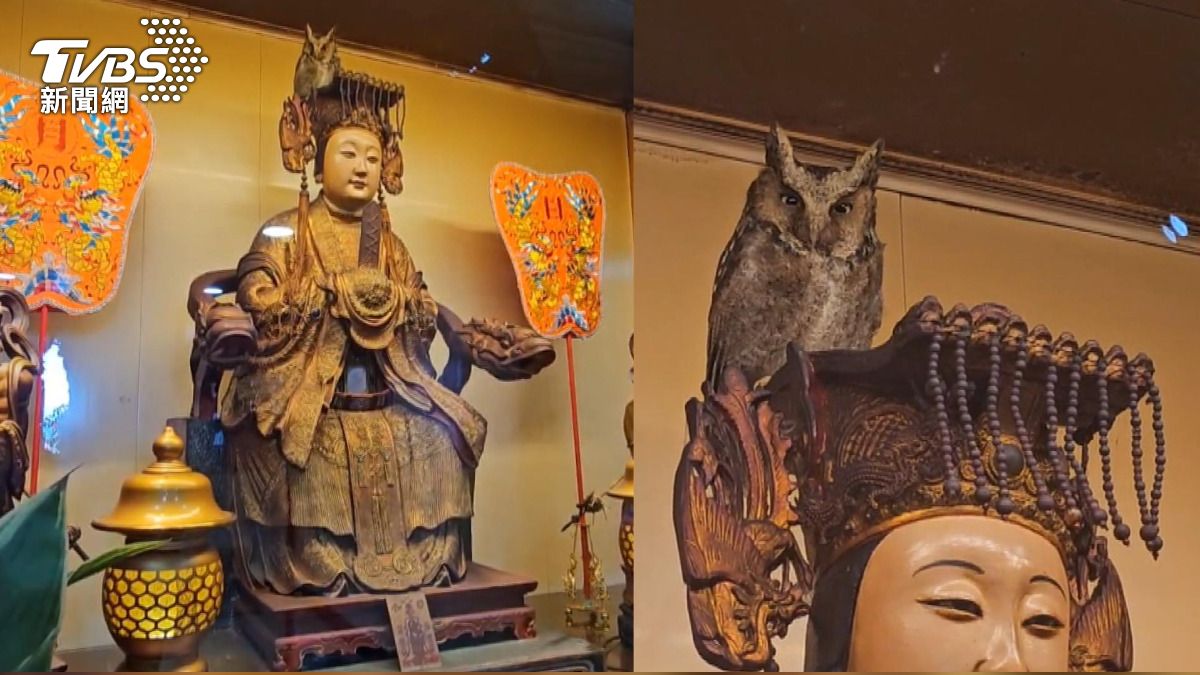牠怎進去的?貓頭鷹「卡位媽祖頭冠」歪頭賣萌 網笑:霍格華茲來的。(圖/TVBS)