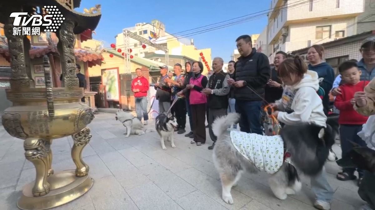 飼主們帶著愛犬排排站,一同參拜求平安,這群哈士奇飼主特別揪團來到雲林北港義民廟。(圖/TVBS)