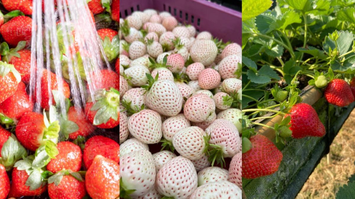 別只去大湖!十大「採草莓聖地」曝光 這區白草莓超夢幻