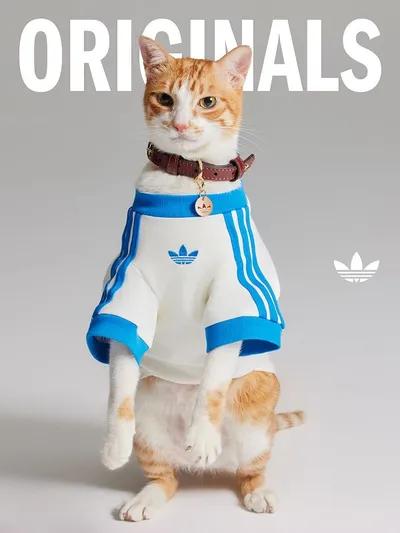 adidas Originals 三葉草寵物系列正式登場。(圖/adidas官網)