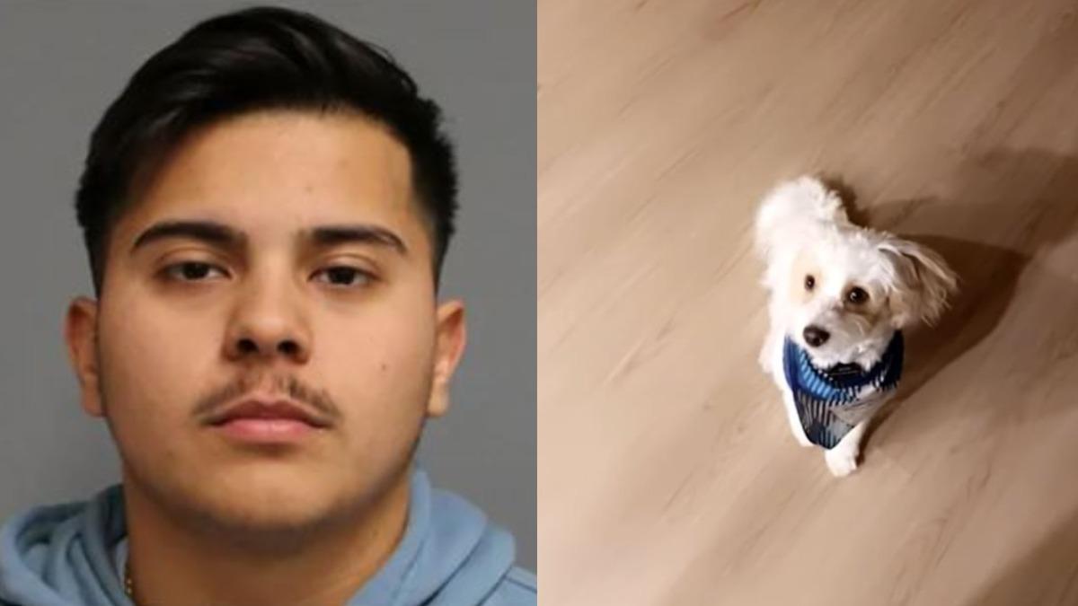 只因不喜歡!美22歲警趁女友不在 餵毒3歲寵物犬害失血亡