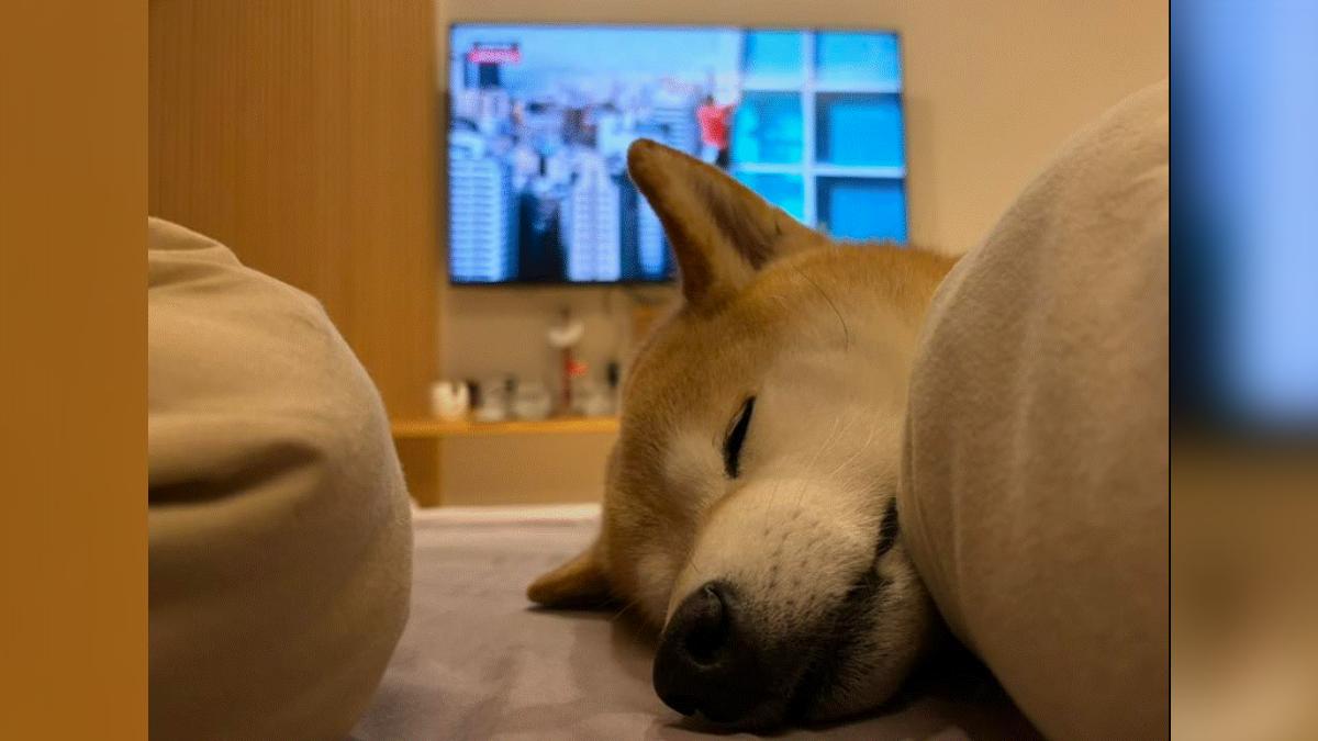 視網膜PO照「愛犬閉眼拒看」,開玩笑表示:「柚子也覺得很可怕」。(圖/翻攝自視網膜 Retina臉書)
