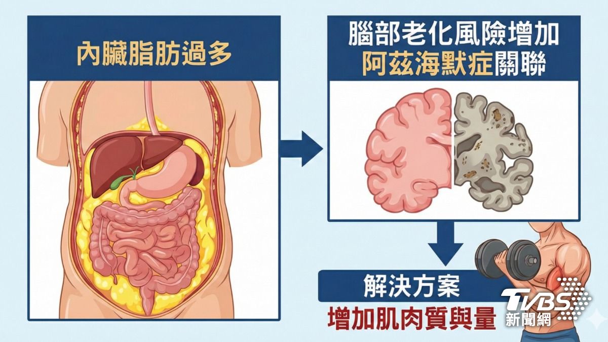 肌肉量高=更年輕的腦?研究揭「肌肉與大腦」驚人關聯 (圖/TVBS)