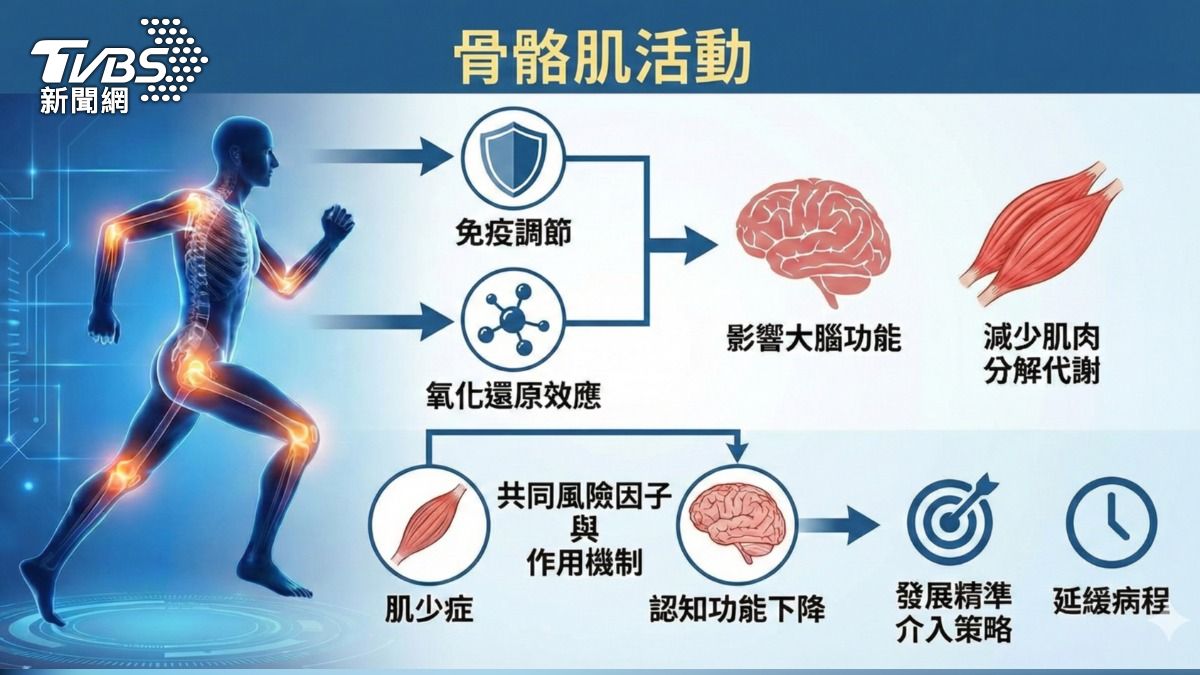 肌肉量高=更年輕的腦?研究揭「肌肉與大腦」驚人關聯 (圖/TVBS)